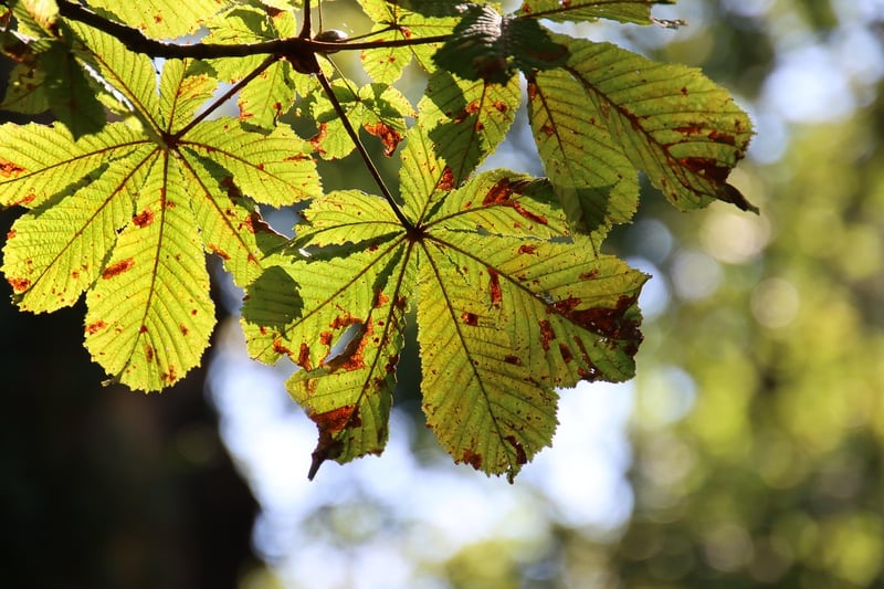 Seasonal Trends