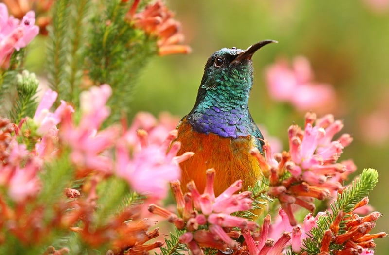 Cape Winelands, South Africa